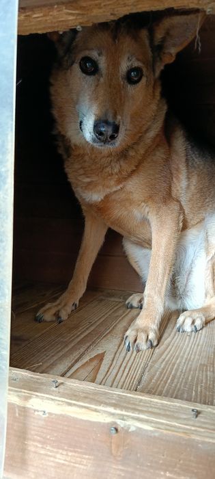 Łagodna suczka szuka domu