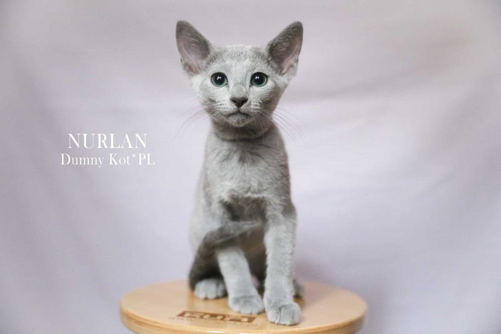 Kocurek Rosyjski Niebieski z rodowodem FIFe