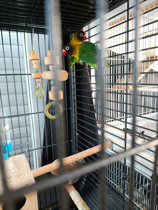 Agapornis Persunatus