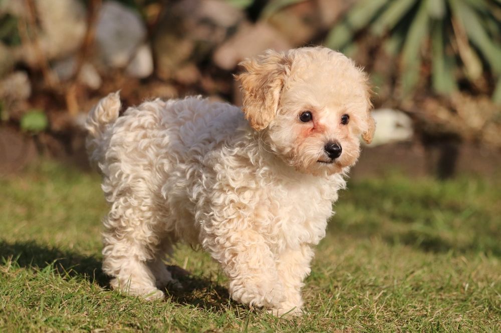 Piękny pudelek toy/miniaturka. Badania rodziców.Kremowy piesek