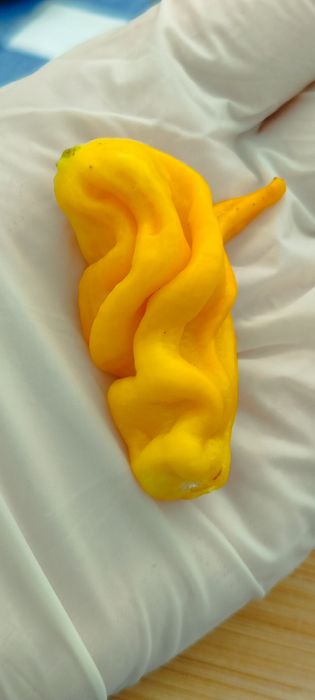 Sementes Nucleares Pimentas,OFERTA Portes Envio