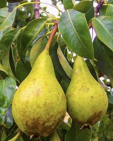 Grusza gruszka gruszeczka sadzonka