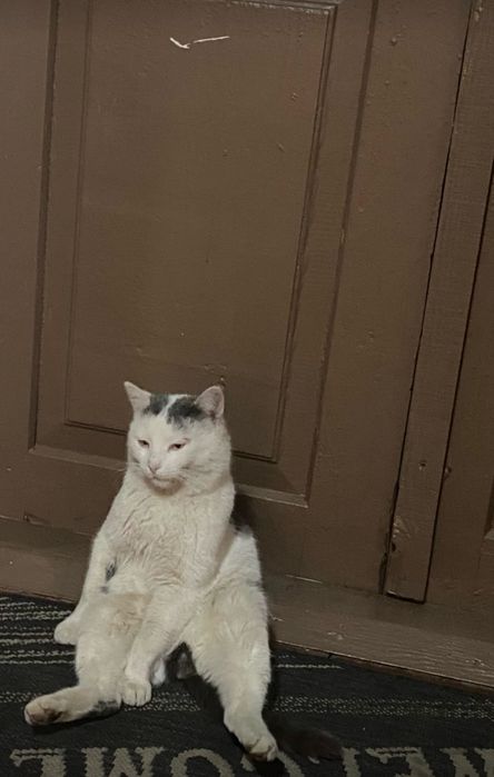 Пропал кот в районе марьяновки