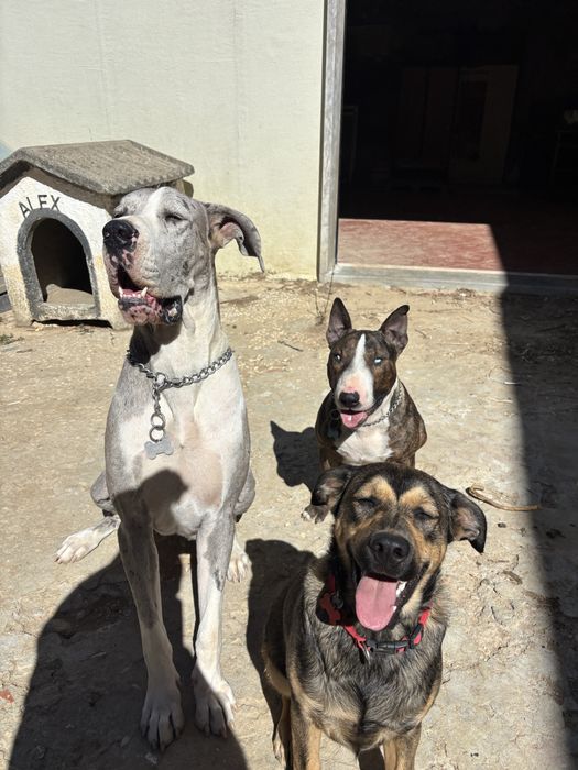Pet sitter e Dog Walker com experiência