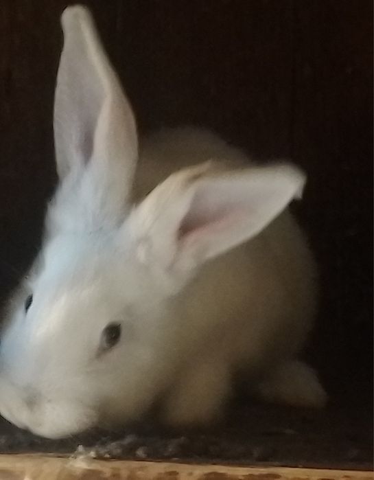 Продаються кролики 2 місяці