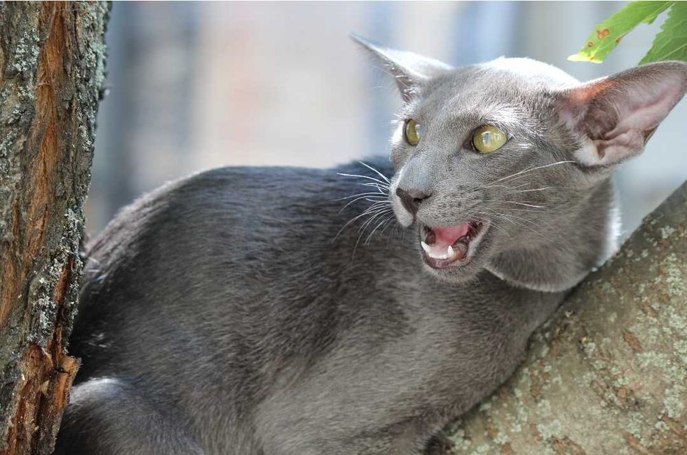 Орієнтальна кішка, блакитна пантера