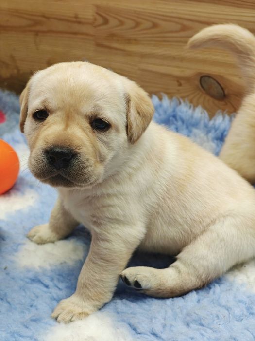 Labrador Retriever Piesek FCI