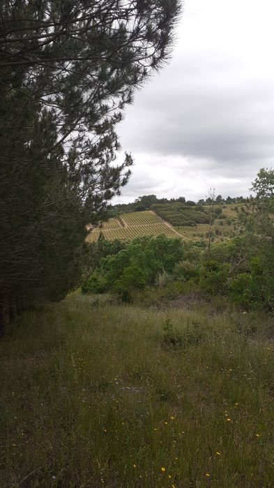 Vendo terreno Zona Azambuja