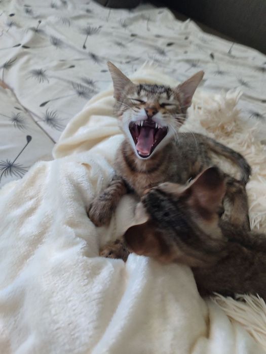 Отдам в хорошие руки котят