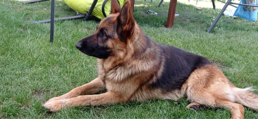 Oddam  za darmo owczarek niemiecki pitbull mix rodwailer