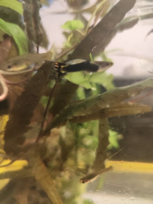 Zamienię gupiki mix