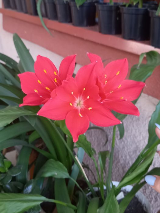 Домашня рослина. Має дуже гарні червоні квіти