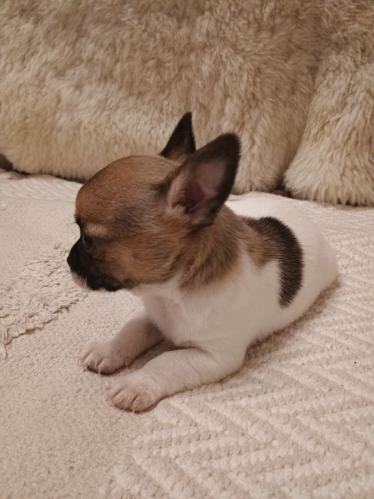 Chihuahua XS  piękny piesek „Diament”