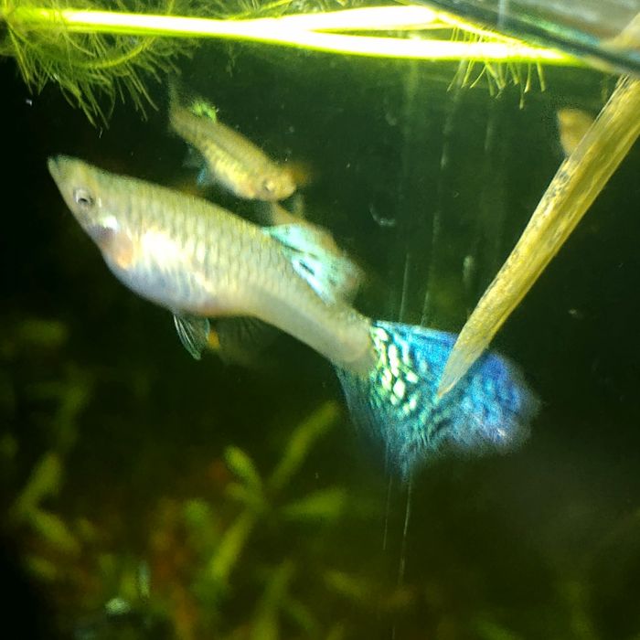 Gupik White Cobra (Silver Cobra)