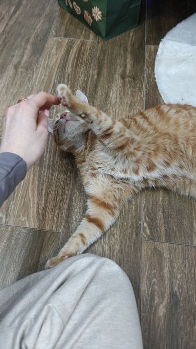 Kotek szuka ciepłego domu