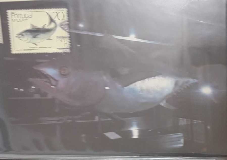 Postal Maximo- Peixes da Madeira