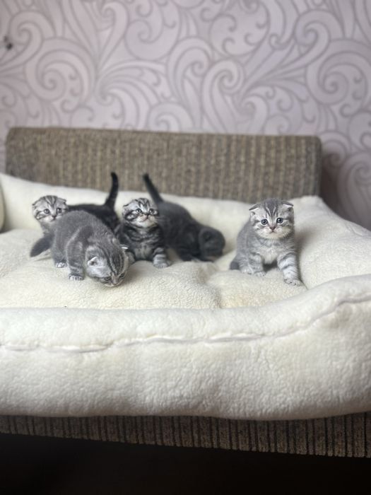 Шотландские котята
