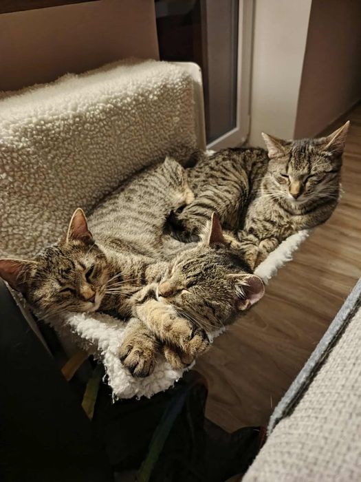 Jacek Placek Agatka kot do adopcji 5.5 miesiący