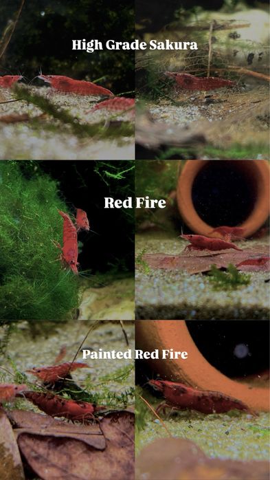 Neocaridinas Vermelhas