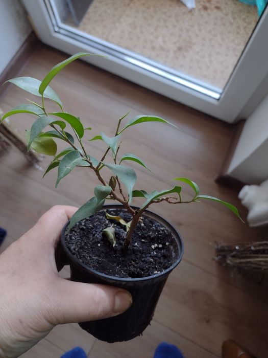 Комнатные  цветы