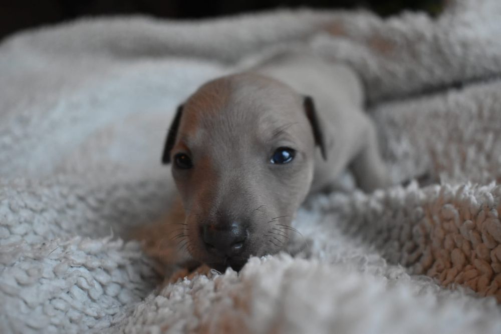 Charcik włoski- piesek