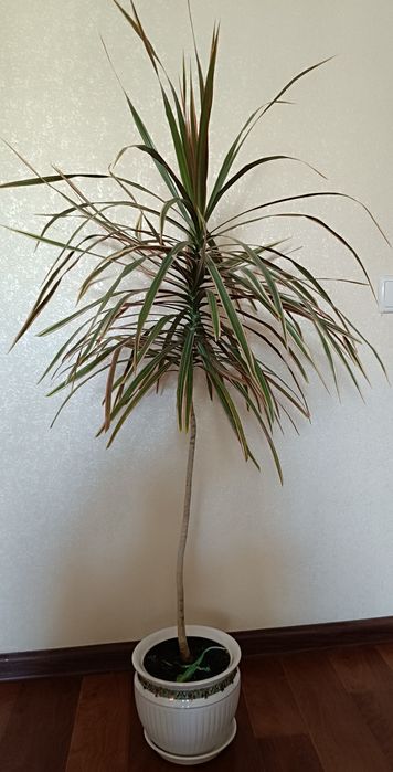 Драцена , кімнатна рослина, вазон для офісу, керамічний горщик