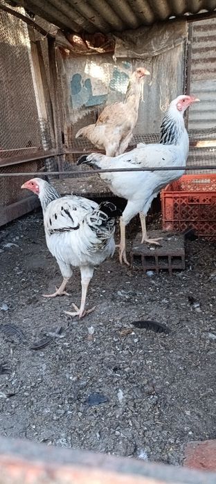 Índio Gigante Galos e Galinhas