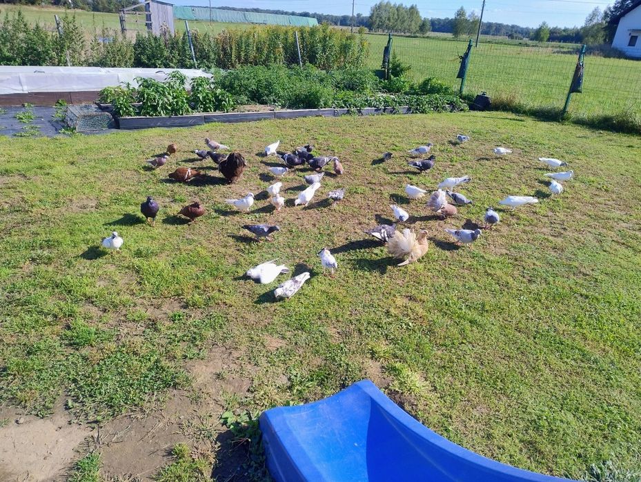 Sprzedam gołębie ozdobne