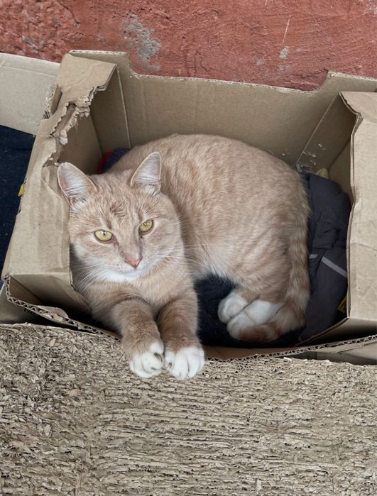 Кіт персикового кольору