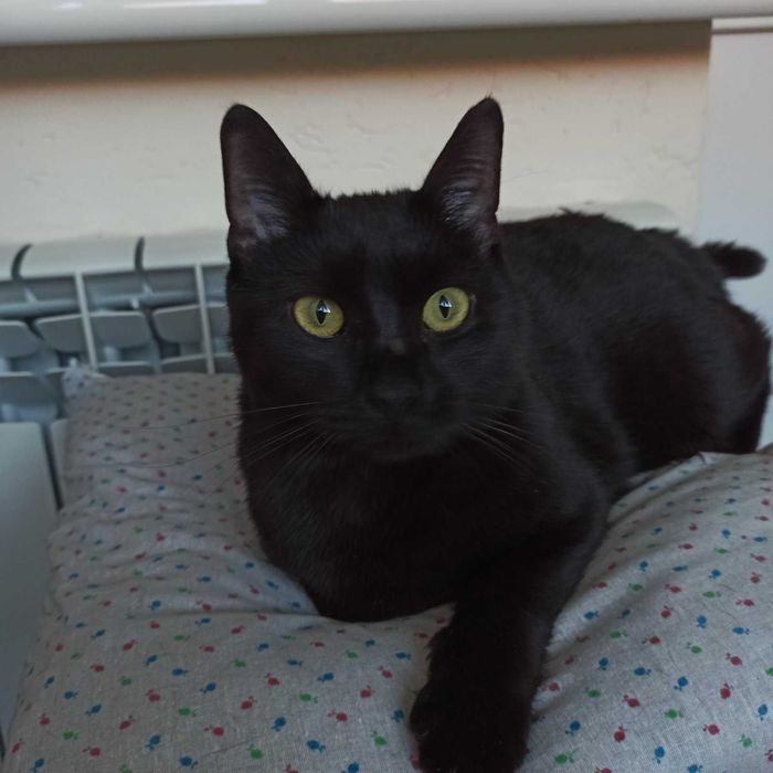 Котик шукає господарів