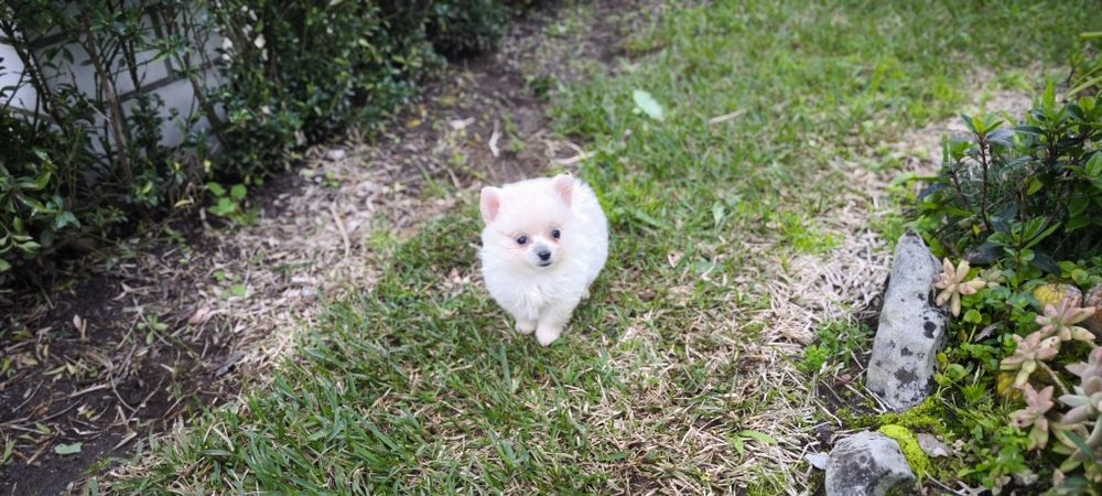 Spitz alemão anão fêmea  Lulu da Pomerânia