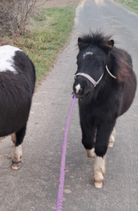 Klacz ogier kuc sprzedaż