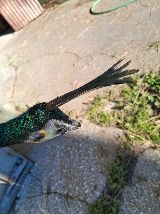 Pavões muticus Imperator