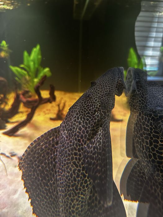 Zbrojnik lamparci 40cm
