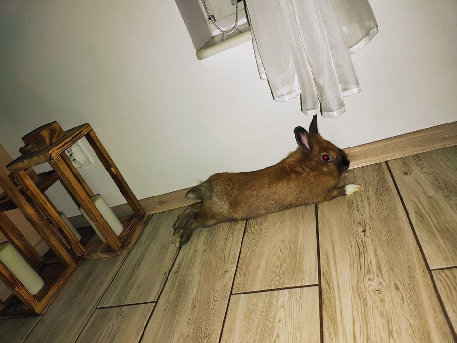 Oddam królika tylko w dobre ręce