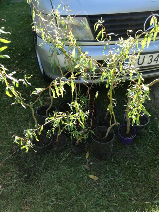 Sadzonki wierzba mandżurska