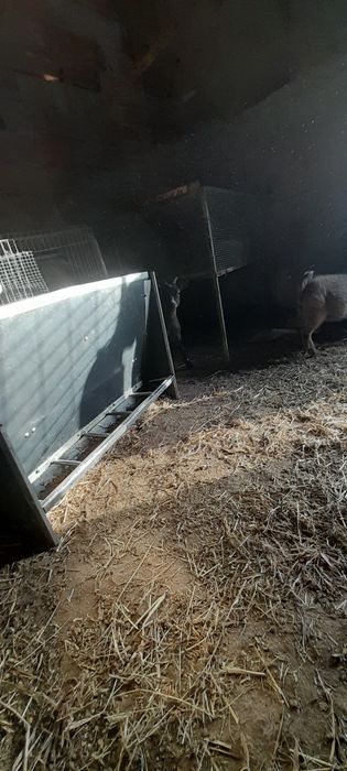 Vendo cabrito macho e femea