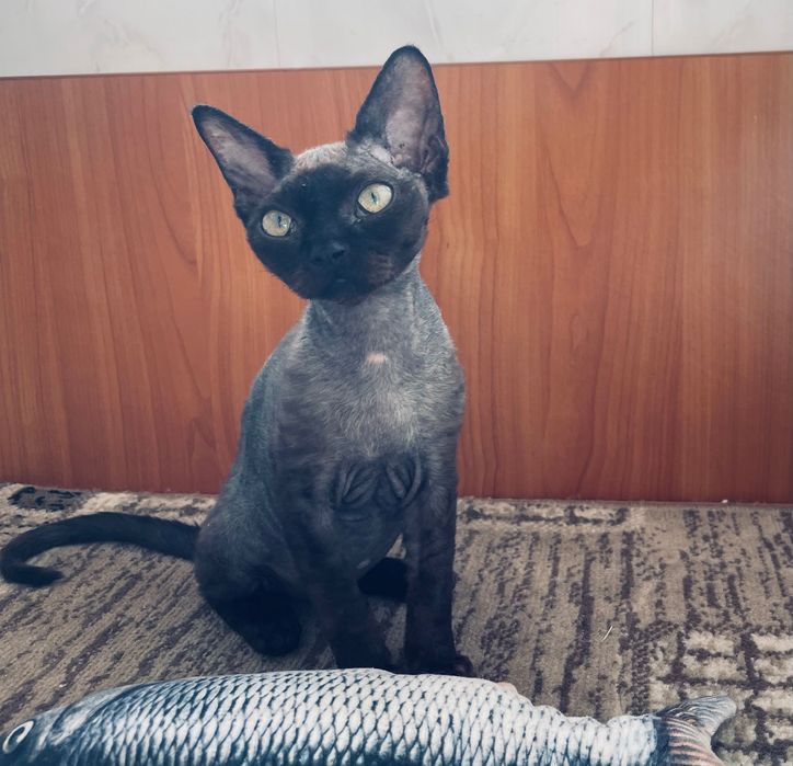 Кошенята девон рекс