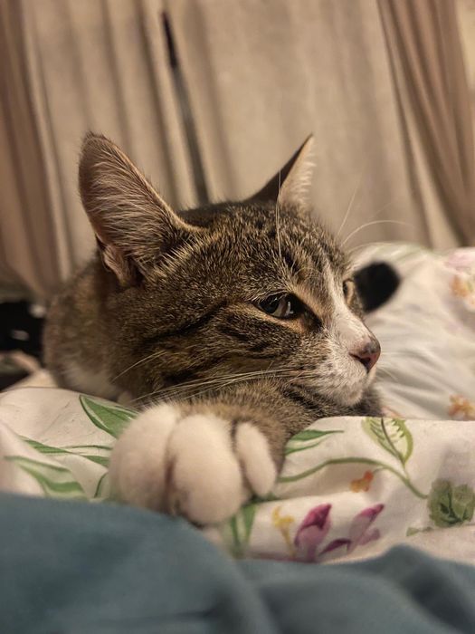 Catsitter Lisboa497380092670136324