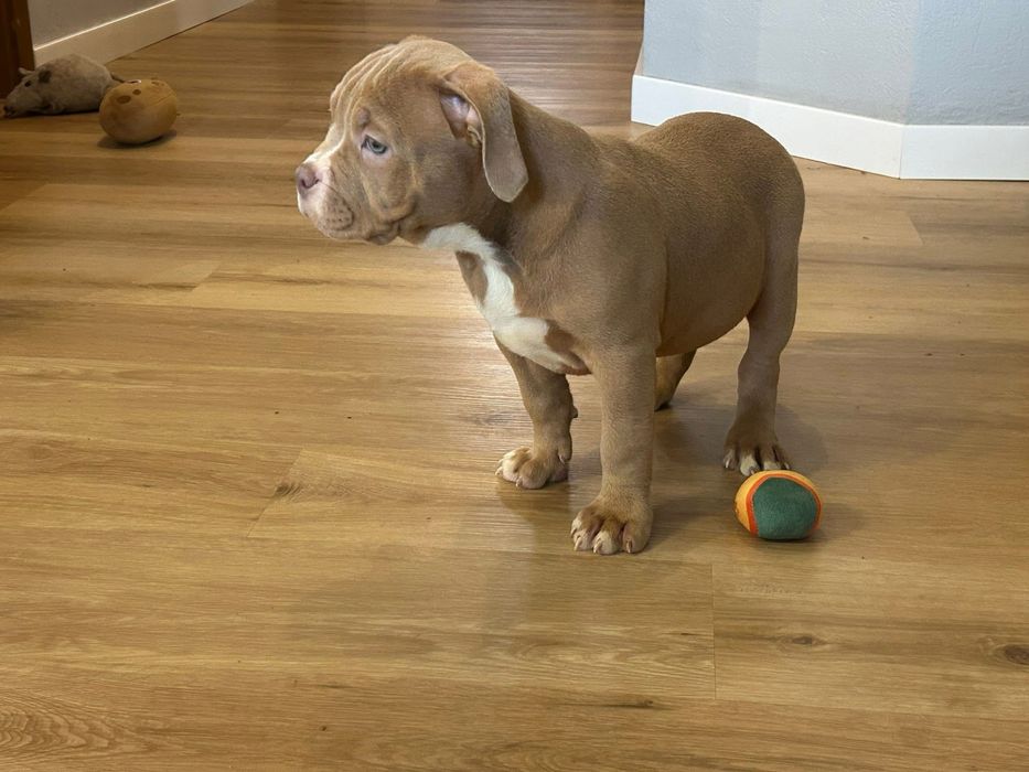 Американский буллик мальчишь