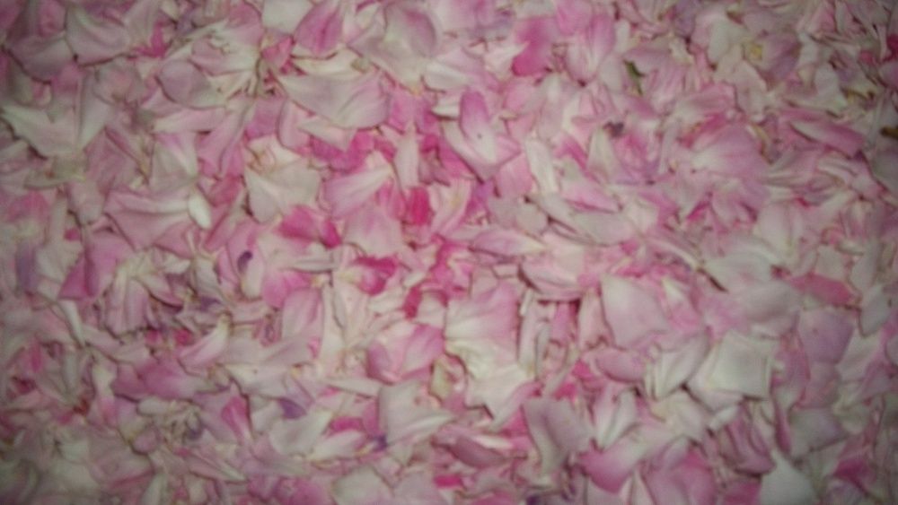 Лечебный чай из лепестков эфиромасличной крымской розы 2025 г.