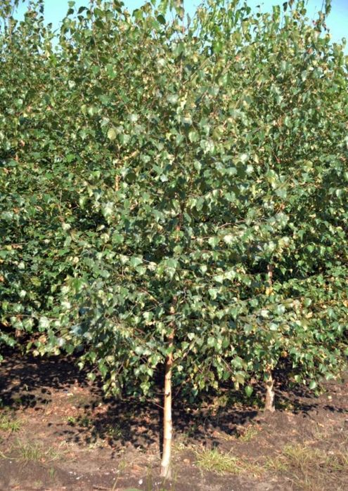 Sadzonki brzozy Klon akacja trawa miskanty