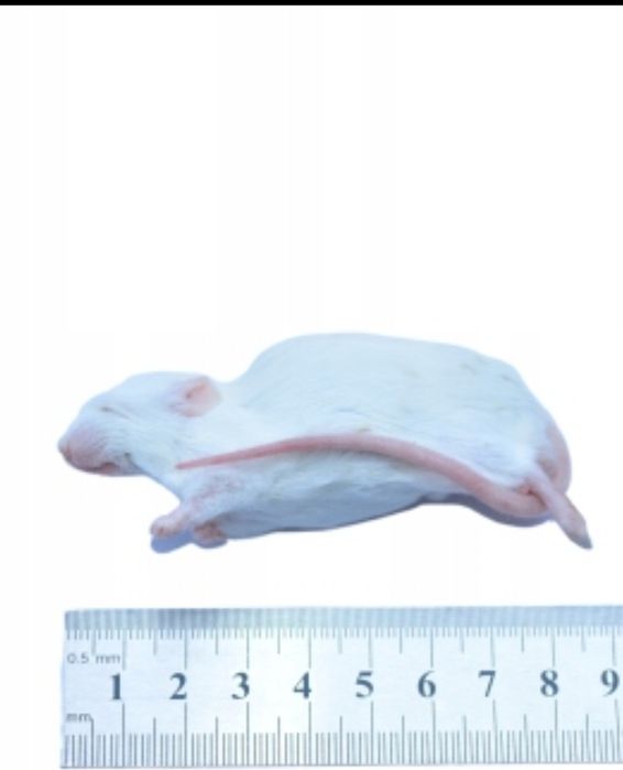 Sprzedam białe myszy mrożone 25 gram