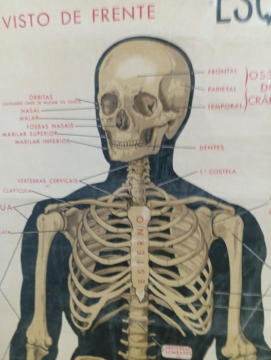 Mapa Esqueleto Humano