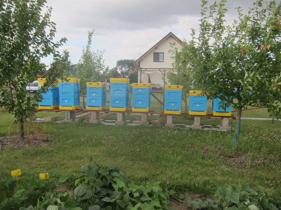 Miód rzepakowy, wielokwiatowy z przydomowej pasieki