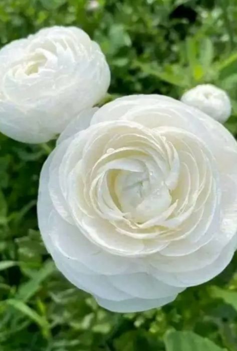 Продам ранунклюси лютики