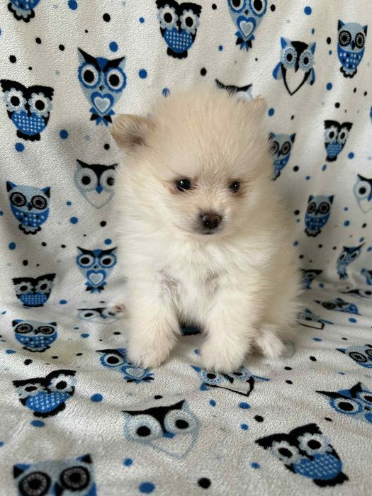 Szpic mały chłopczyk