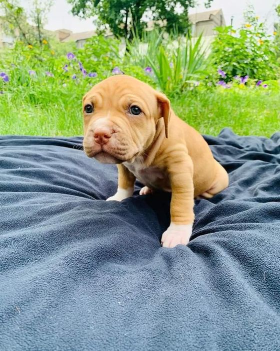 Щенок, апбт, питбуль, питбуль терьер