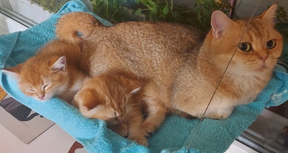 Малюки Британська Золота Шиншила