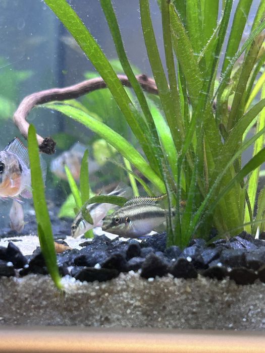 Kribensis (Pelvicachromis pulcher)